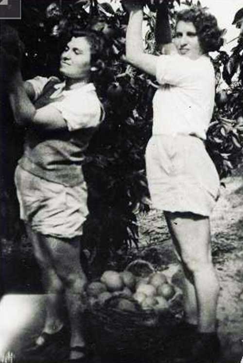 ציפורה בליז'ובסקי קוטפת תפוזים עם שולמית תירוש