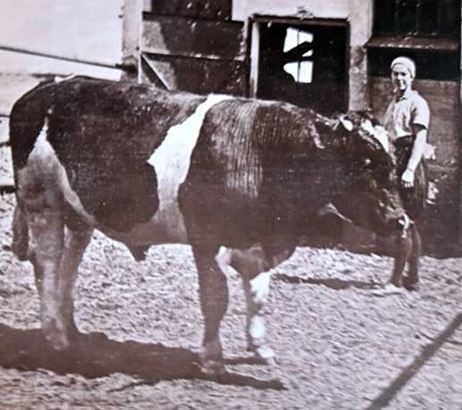 גניה בעבודתה ברפת של גבעת השלושה
